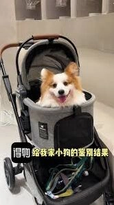 得物宠物鉴别功能操作详解