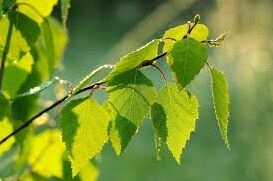 我的世界白桦树叶用法教程