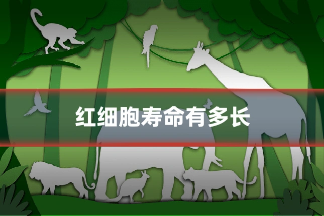 红细胞寿命有多长