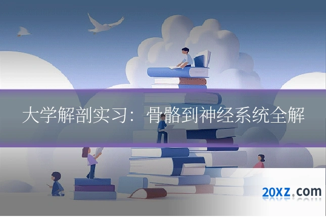 大学解剖实习:骨骼到神经系统全解