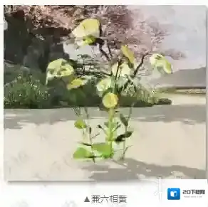 楚留香手游兼六香黄怎么获得 重阳宅邸名品兼六香黄获得技巧