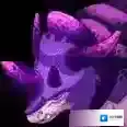 我的起源属性