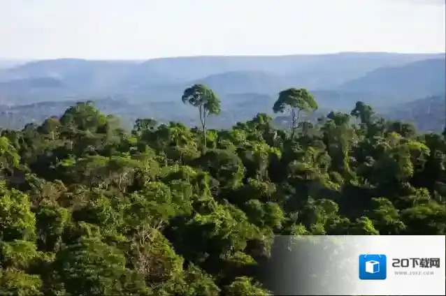 支付宝热带雨林